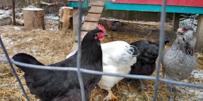 Backyard Farm School: Chickens primary image