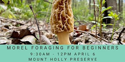 Morel Foraging for Beginners primary image