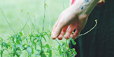 Hauptbild für Spring Urban Foraging & Ecology Walk with Edible Alchemy