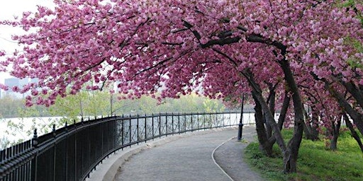 Hauptbild für Central Park Singles Stroll