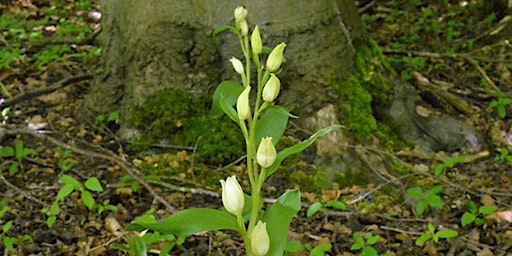 Image principale de Evening Wildflower Walk - The Spinney