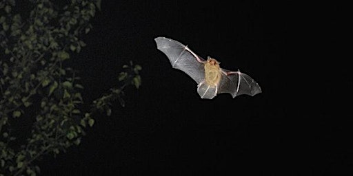 Hauptbild für Bat Walk - The Spinney