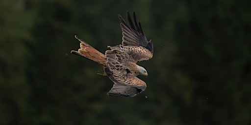 Red Kite and Red Squirrel Wildlife Photography Workshop primary image