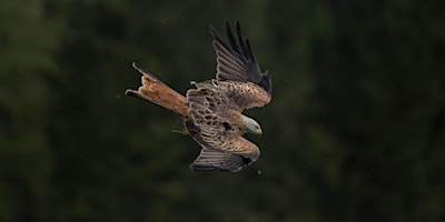 Red Kite and Red Squirrel Wildlife Photography Workshop primary image