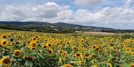 Lost Somerset Villages - 8.5 miles / 5.5 hours (Moderate)