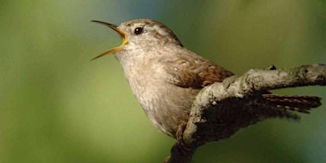 Hauptbild für Family Bird Walk