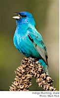 Primaire afbeelding van What's That Bird? Bird Identification Workshop