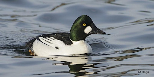 Primaire afbeelding van Saskatoon Weir Birdwatching Tour