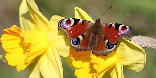 Spring Butterflies and Moths Morning  primärbild
