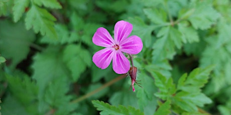 Spring Wild Food Identification and Foraging Foray 26/05/2024