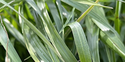 Imagen principal de Pee Dee Region Winter Grazing Field Day