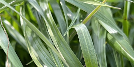 Pee Dee Region Winter Grazing Field Day primary image