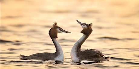 Wildlife Photography Walk