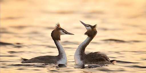 Imagem principal do evento Wildlife Photography Walk