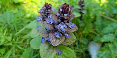 Spring Wild Food Identification and Foraging Foray 19/05/2024