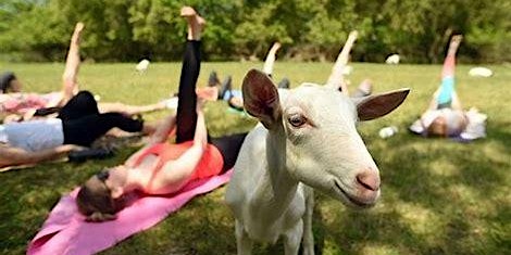 Baby Goat Yoga primary image