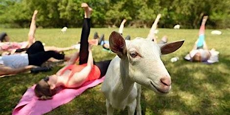 Image principale de Baby Goat Yoga