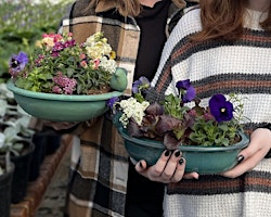 Imagem principal de Pansy Pots & Edible Planters