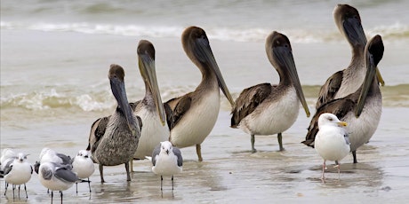 Thursday Morning at the Matanzas Inlet with Peggy Cook