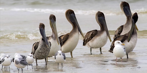 Image principale de Thursday Morning at the Matanzas Inlet with Peggy Cook