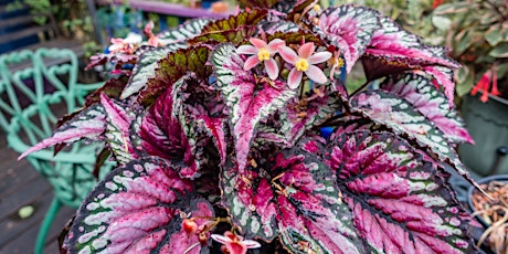 Begonia Terrarium