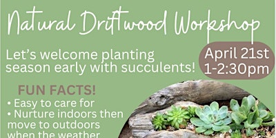 Natural Driftwood Planter Workshop primary image