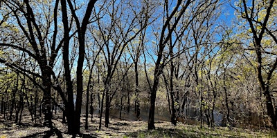 Primaire afbeelding van Tall Forest Bird Survey