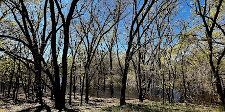 Image principale de Tall Forest Bird Survey