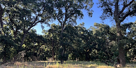 Tall Forest Bird Survey