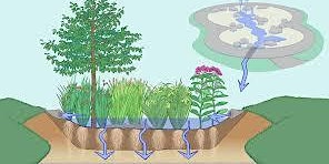 Imagem principal do evento Create Your Own Rain Garden - Karen Wilkens