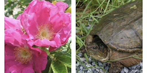 Hauptbild für Jr. Field Biologist: NYS Symbols Finale