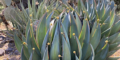 Primaire afbeelding van Art in Nature Walk