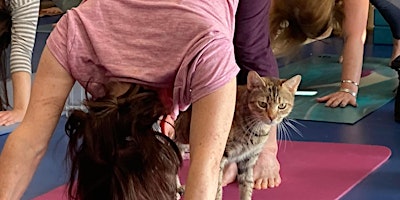 Yoga with kittens at the Community Cat Center! primary image