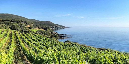 Primaire afbeelding van Corsican &  Sardinian Wine Tasting
