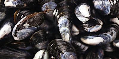 Imagem principal de Mussel Foraging with Four Seasons of Foraging