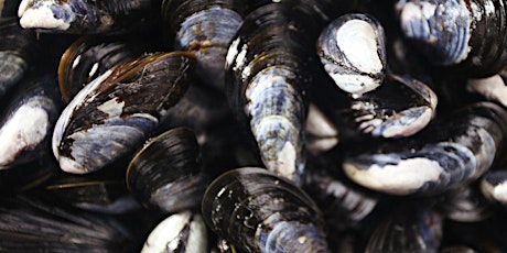 Mussel Foraging with Four Seasons of Foraging
