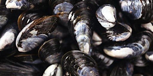 Mussel Foraging with Four Seasons of Foraging primary image