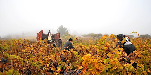 Imagen principal de Chile's Southern-Most Wine Regions: Itata & Maule