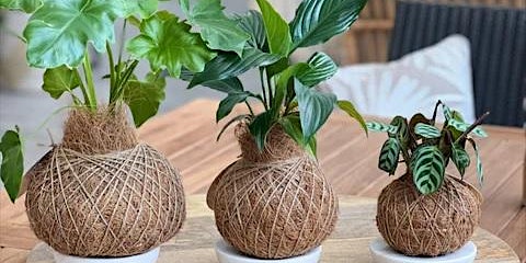 Imagem principal de Green Thumbs: The Art of Kokedama