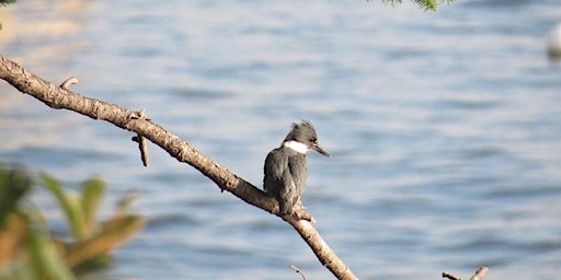 Beginning Birding by Ear at Point Whitehorn primary image