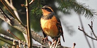 Hauptbild für Spring Birding at Fairhaven Park