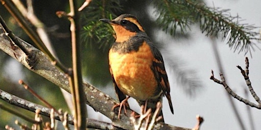 Spring Birding at Fairhaven Park