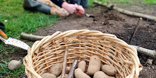 Potato Treasure Dig primary image