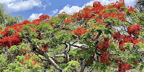 Royal Poinciana Festival guided tour of South Miami Avenue and Simpson Park