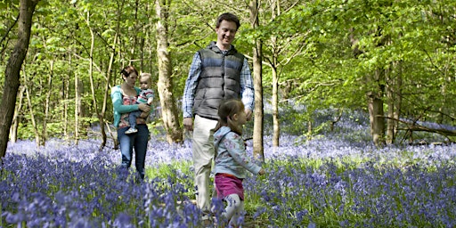 Imagem principal do evento Easter Holidays: Bluebell Walk