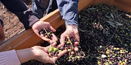 2024 Community Olive Harvest: Saturday verge  pick &  Sunday in Booyeembara