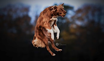 Imagen principal de Meet the Dog Photographer