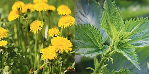 Medicinal Herbs in Spring primary image