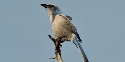 Searching for William Bartram's Legacy at Dunns Creek (and Scrub Jays)! primary image