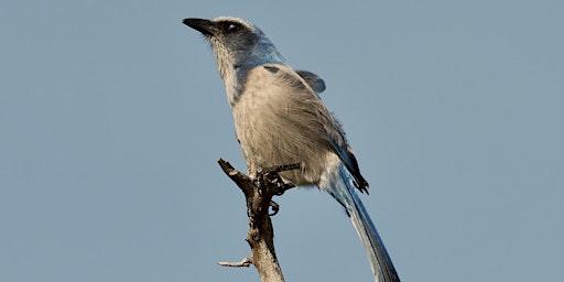 Image principale de Searching for William Bartram's Legacy at Dunns Creek (and Scrub Jays)!